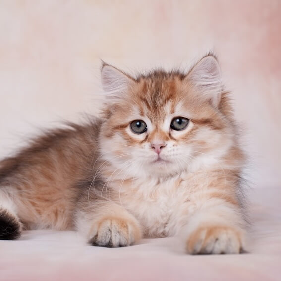 Cat Care