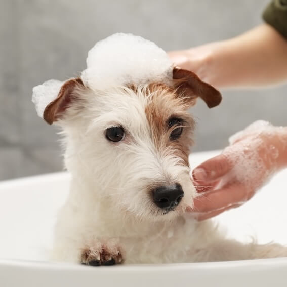 Grooming