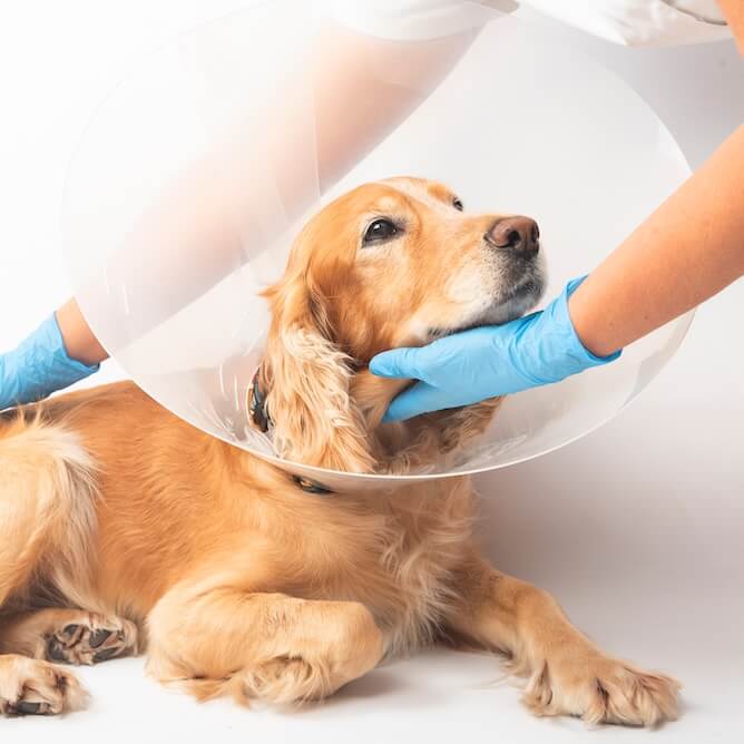 Surgical Services