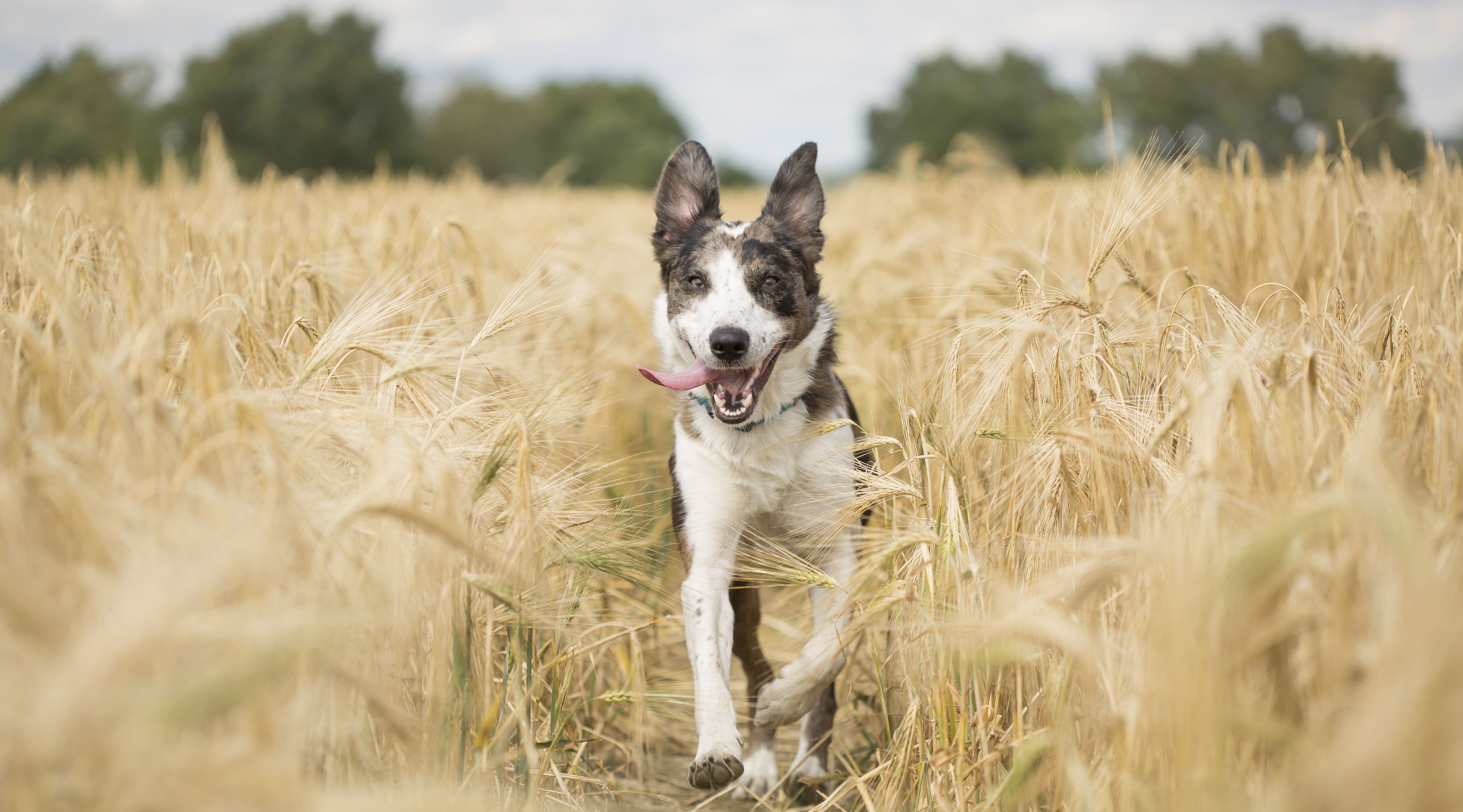 dog field