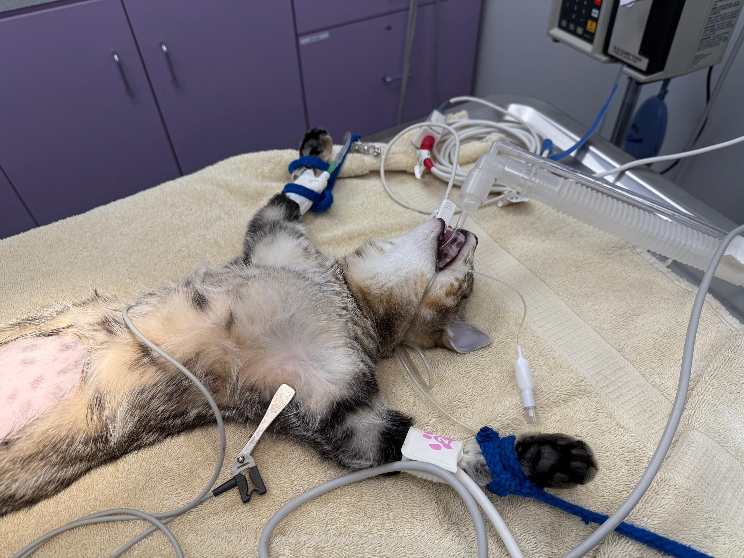Cat Spay Surgery