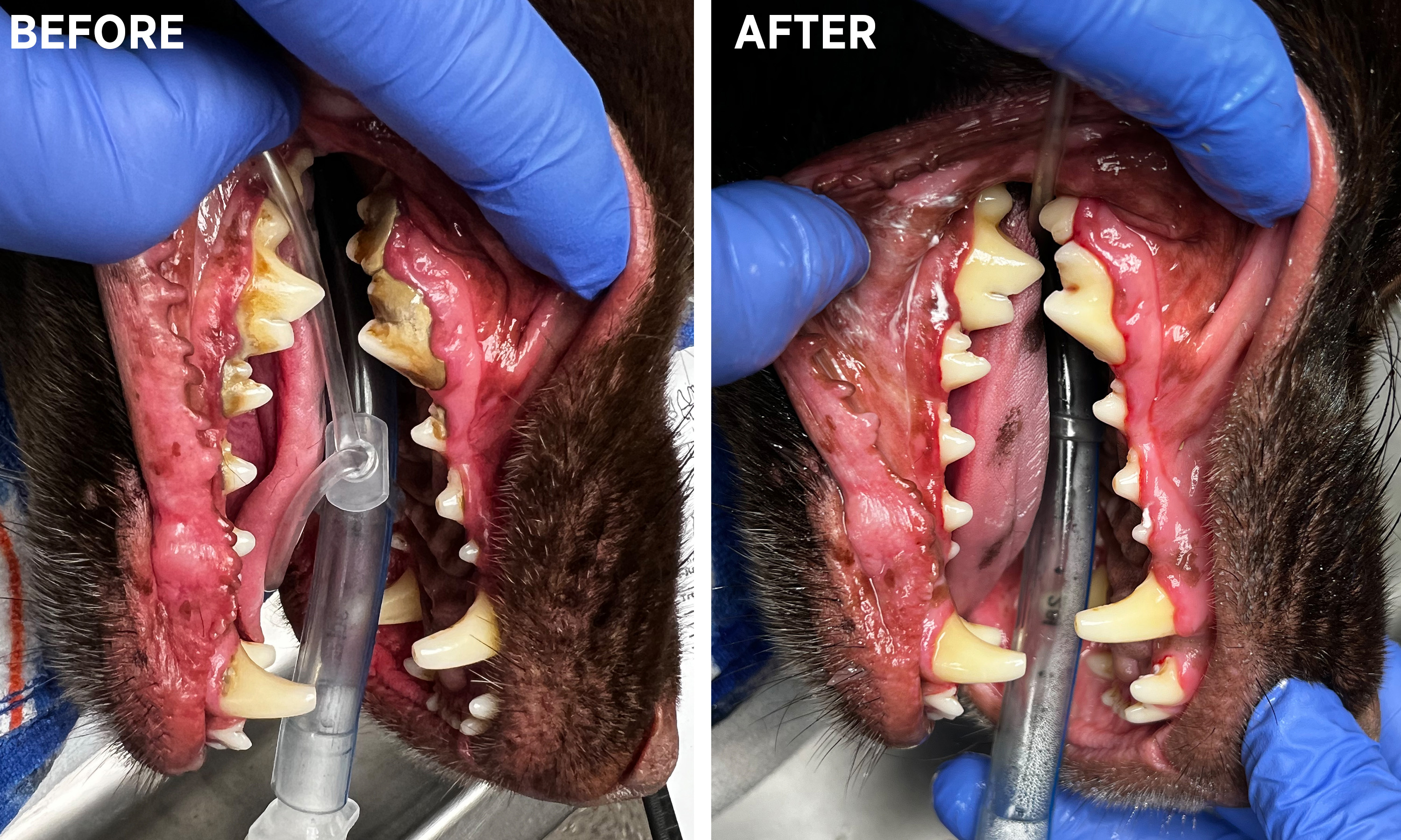 Canine Dental Before & After