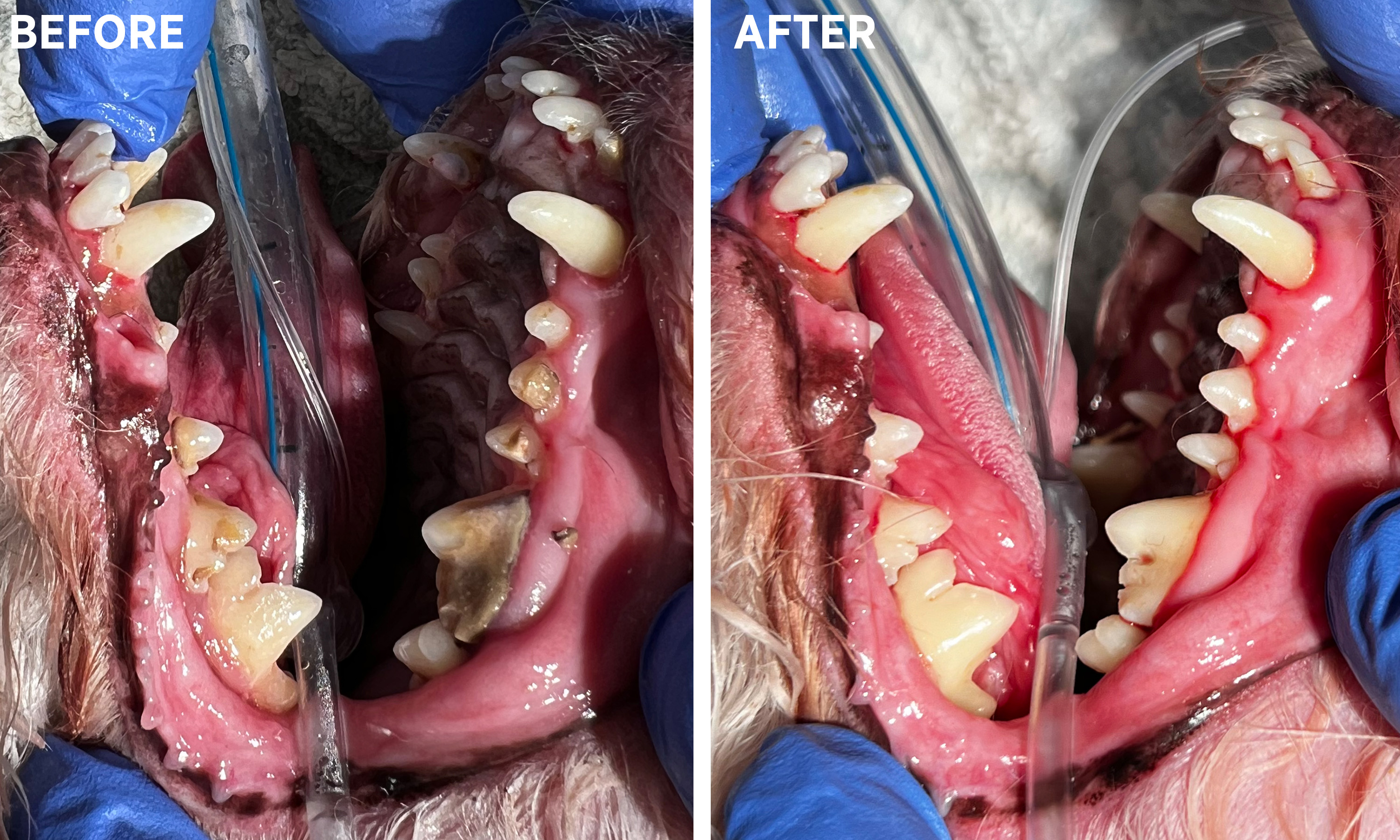 Canine Dental Before & After