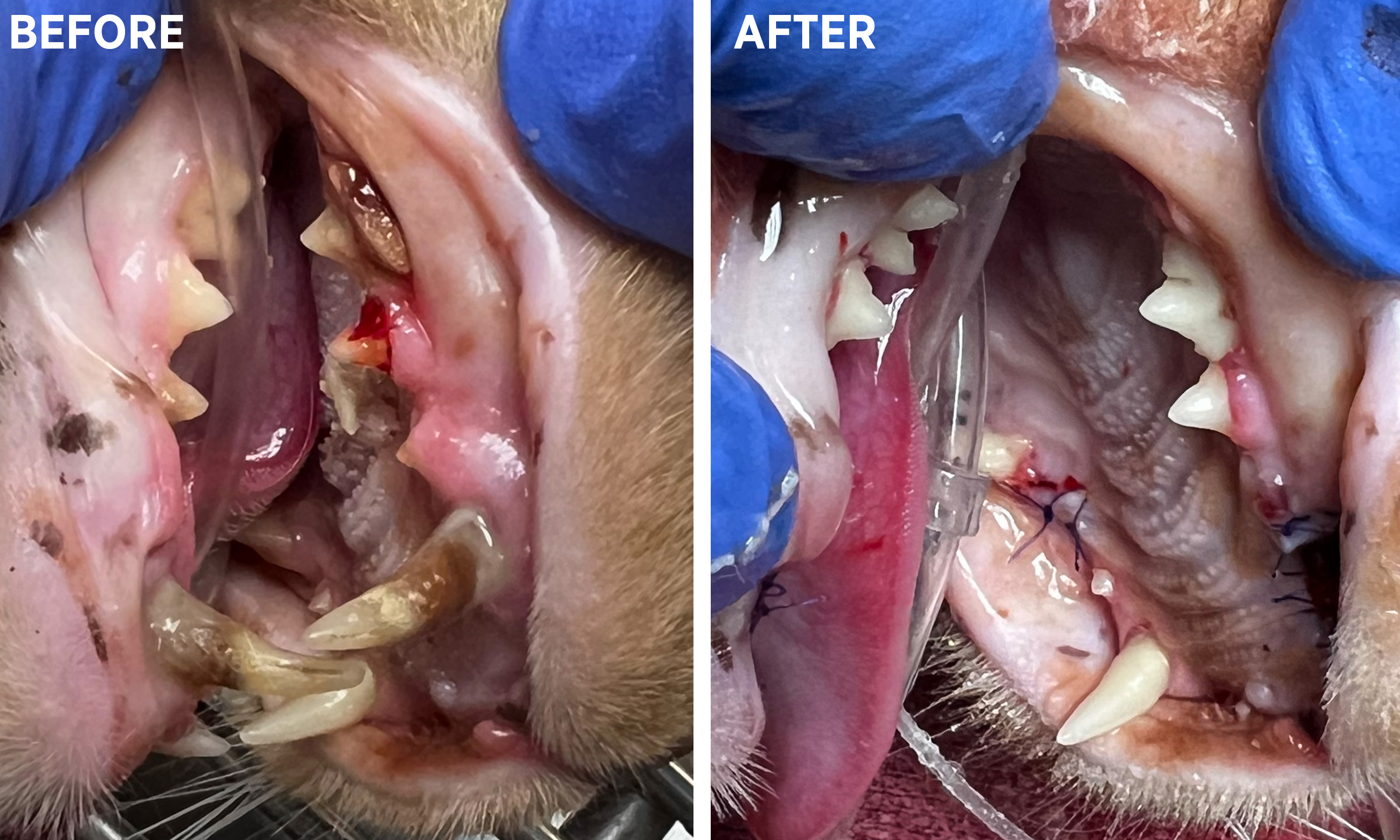 Canine Dental Before & After
