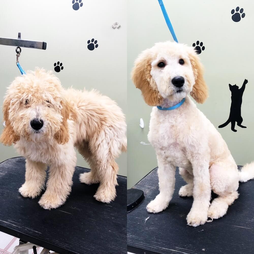 grooming image 3