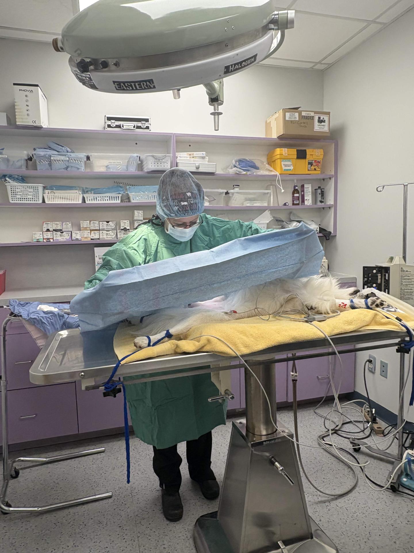 Doctor applying drape to dog for neuter