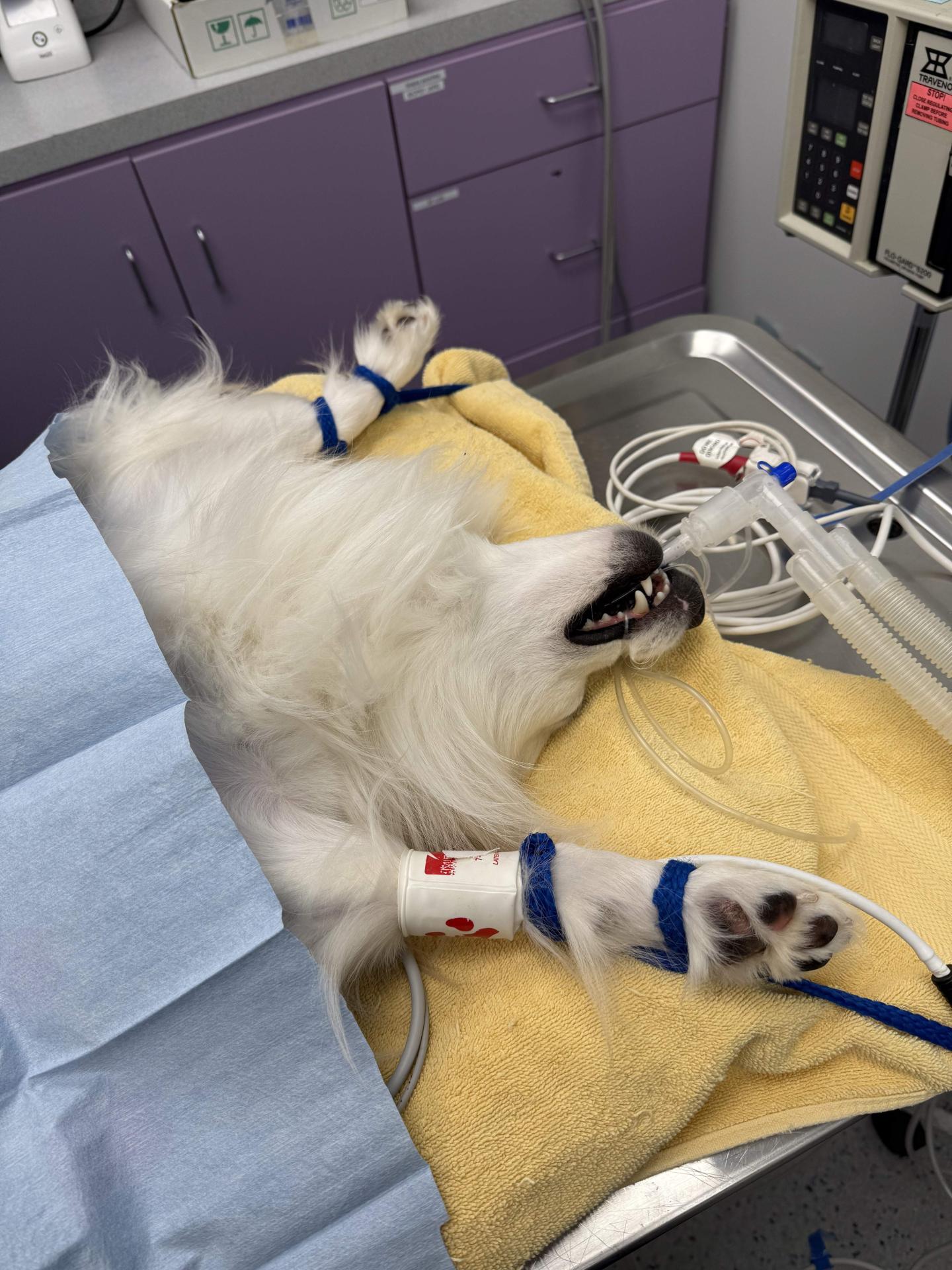 Dog under anesthesia
