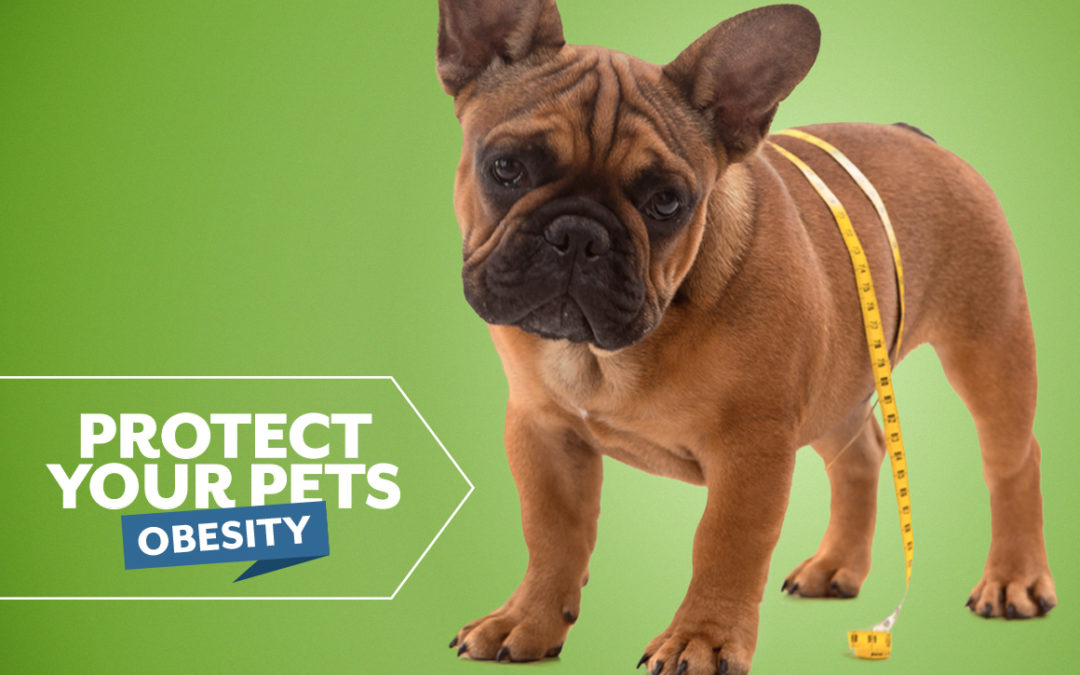 Obesity Google Ad