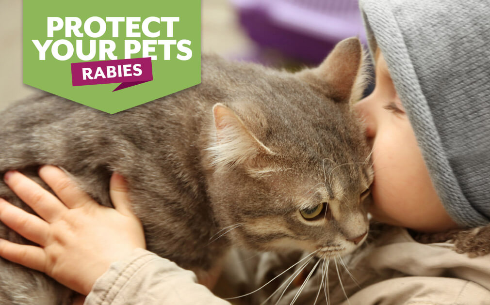 Rabies Blog