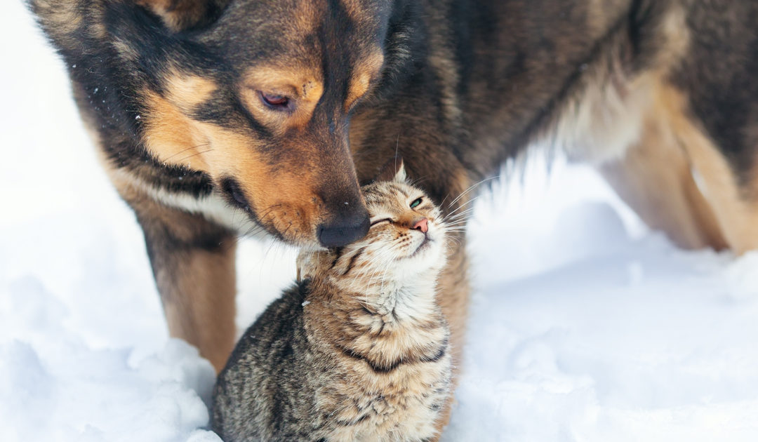 winter care tips for pets