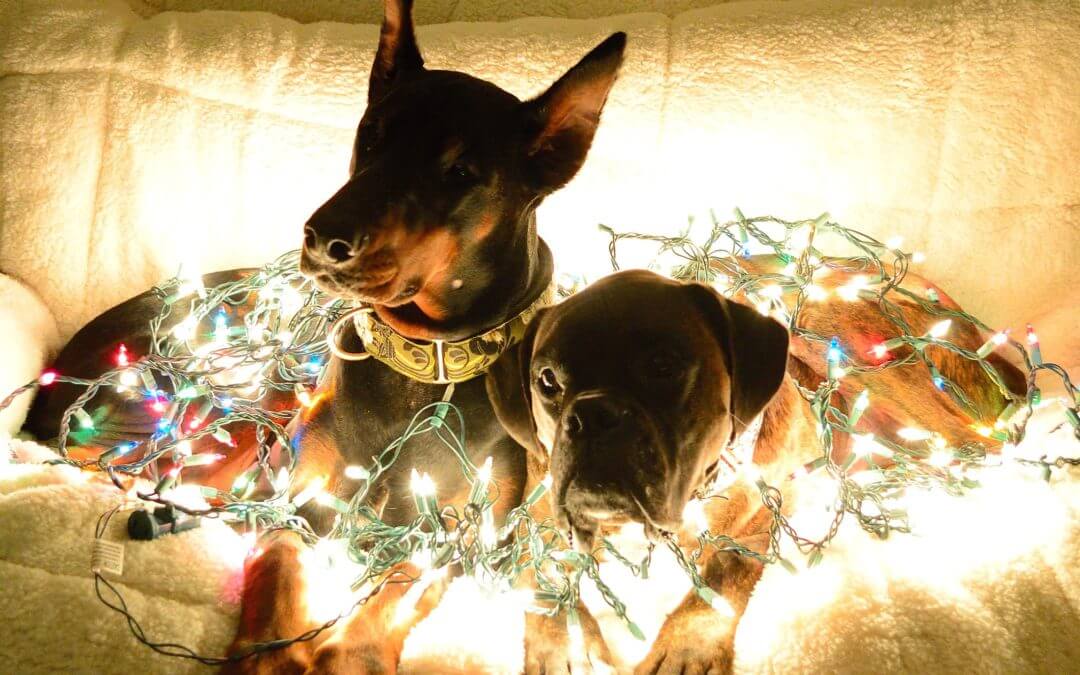 pet holiday safety