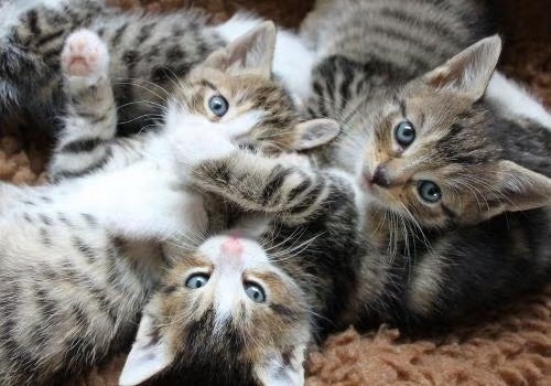 Cat Spay and Neuter in Ledgewood