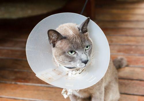Can in e-collar after surgery at Animal Hospital of Roxbury.
