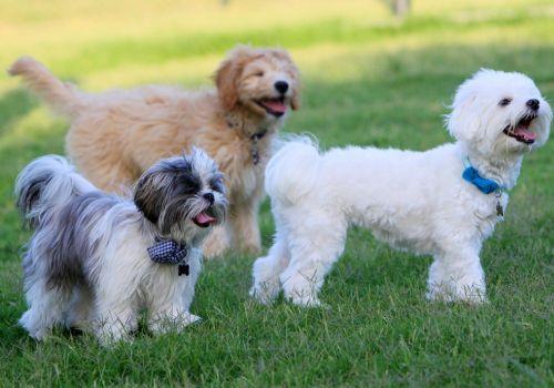Dog spay and neuter services at Animal Hospital of Roxbury.