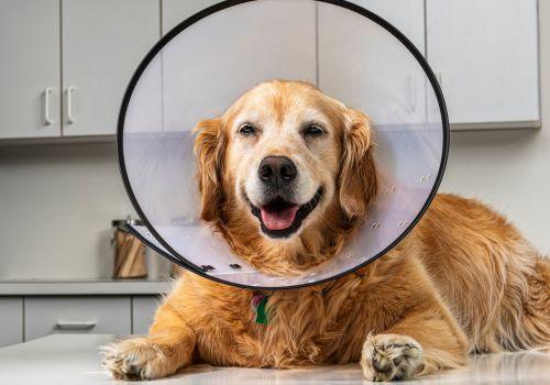Dog Surgery at The Animal Hospital of Roxbury.