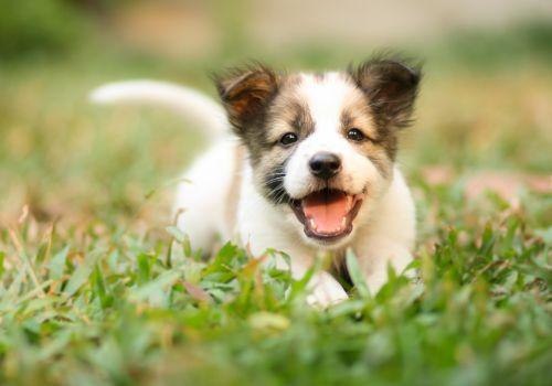 Happy Puppy in grass from Animal Hospital of Roxbury.