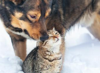 Tips for Weathering the Cold with Your Pets!