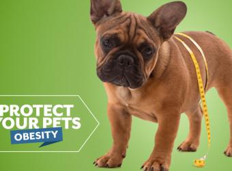 Protect Your Pets from Obesity