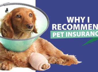 Why I Highly Recommend Pet Insurance