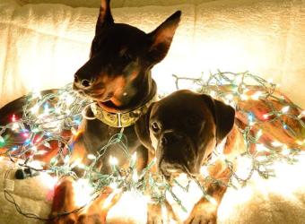 Holidays Pet Safety Tips