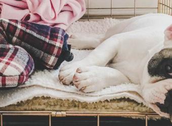 Benefits of Crate Training Your Dog