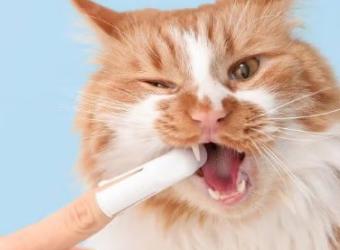 Why You Shouldn't Ignore Your Pet's Oral Health