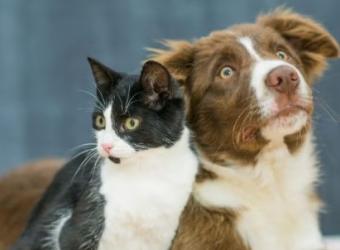 Do Dogs and Cats Need Probiotics? What Pet Owners Should Know
