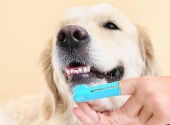 At-Home Dental Care for Pets: Preventing Periodontal Disease in Dogs and Cats