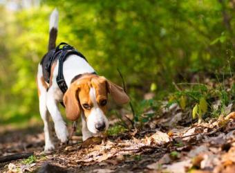 Are Acorns Dangerous for Dogs?